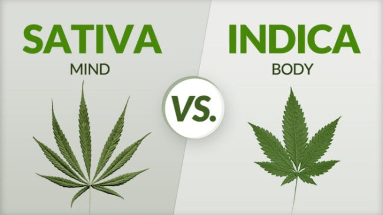 Indica vs Sativa