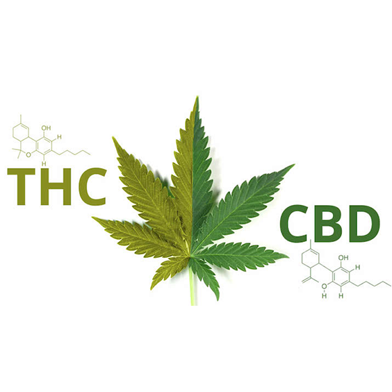 THC & CBD - What makes up your Marijuana?